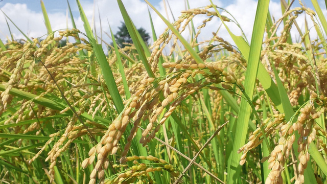 各ヴィンテージの特徴について